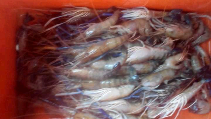 UDANG GALAH TAWAU