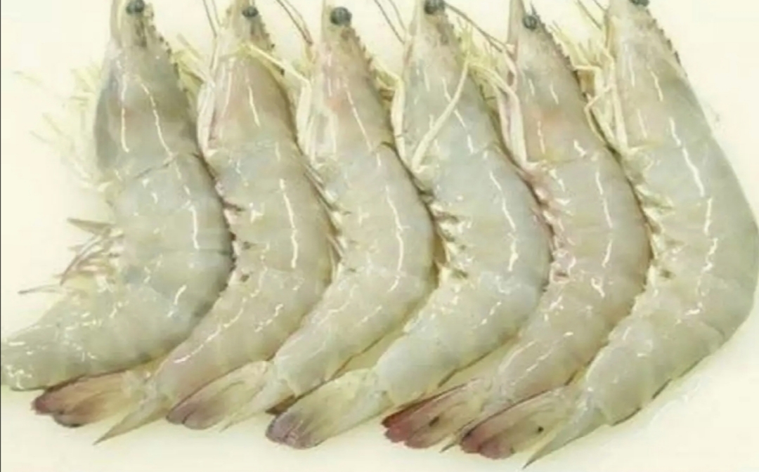 FRESH WHITE PRAWNS