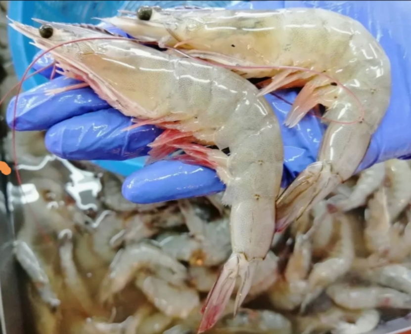 FRESH WHITE PRAWNS