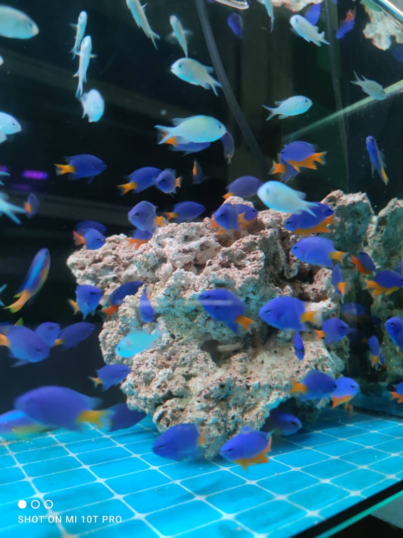 AQUA REEF TANK